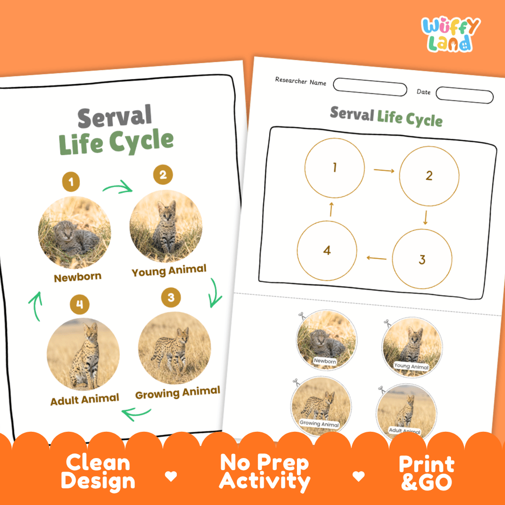 Serval Life Cycle Poster and Cut and Paste Activity Worksheets