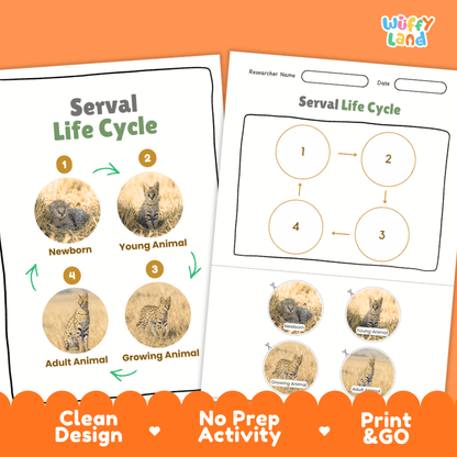 Serval Life Cycle Poster and Cut and Paste Activity Worksheets