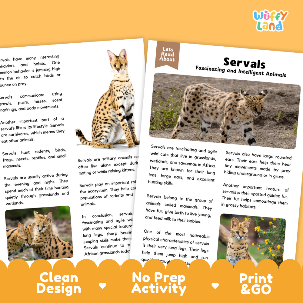 Three educational booklets from 'Wuffify Land' about servals, arranged on a white background with a decorative orange and white banner at the bottom. The booklets feature colorful illustrations of a wild cat and text explaining servals as 'fascinating and intelligent animals'.