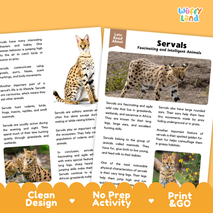Three educational booklets from 'Wuffify Land' about servals, arranged on a white background with a decorative orange and white banner at the bottom. The booklets feature colorful illustrations of a wild cat and text explaining servals as 'fascinating and intelligent animals'.