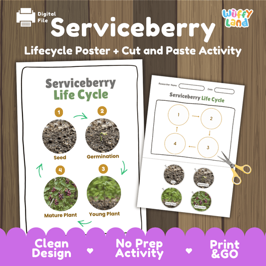 Printable serviceberry life cycle cut and paste sequencing worksheet with real photography of seed, germination, young plant, and mature plant ✂️🔄