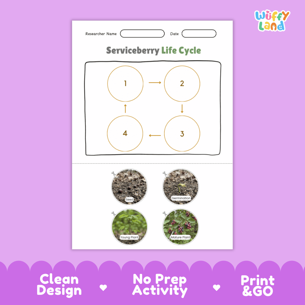 Serviceberry Life Cycle Poster and Cut and Paste Worksheet Activity