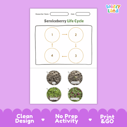 Serviceberry Life Cycle Poster and Cut and Paste Worksheet Activity