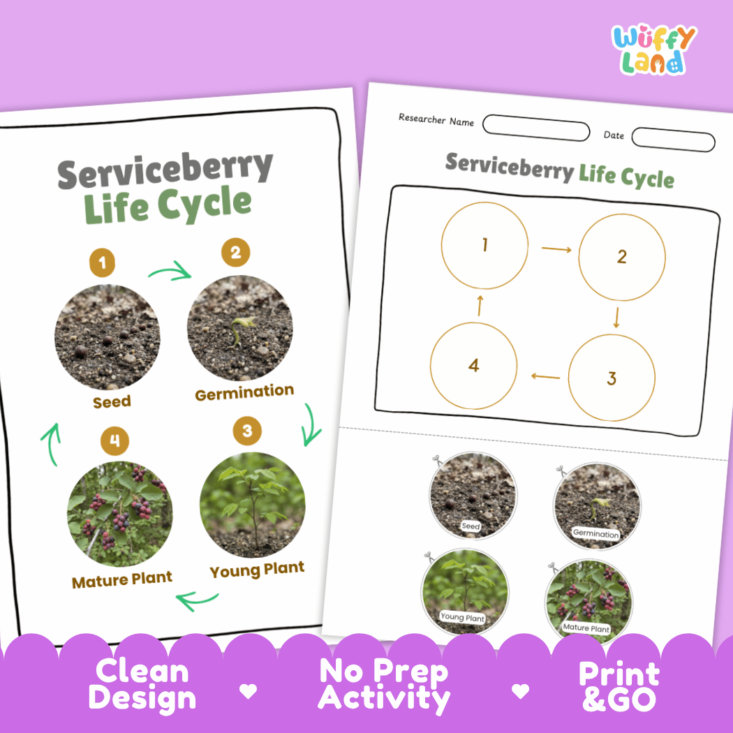 Serviceberry Life Cycle Poster and Cut and Paste Worksheet Activity