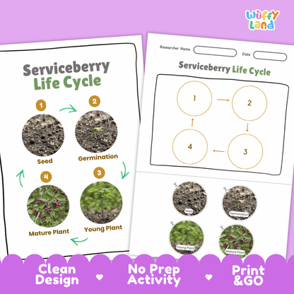 Serviceberry Life Cycle Poster and Cut and Paste Worksheet Activity