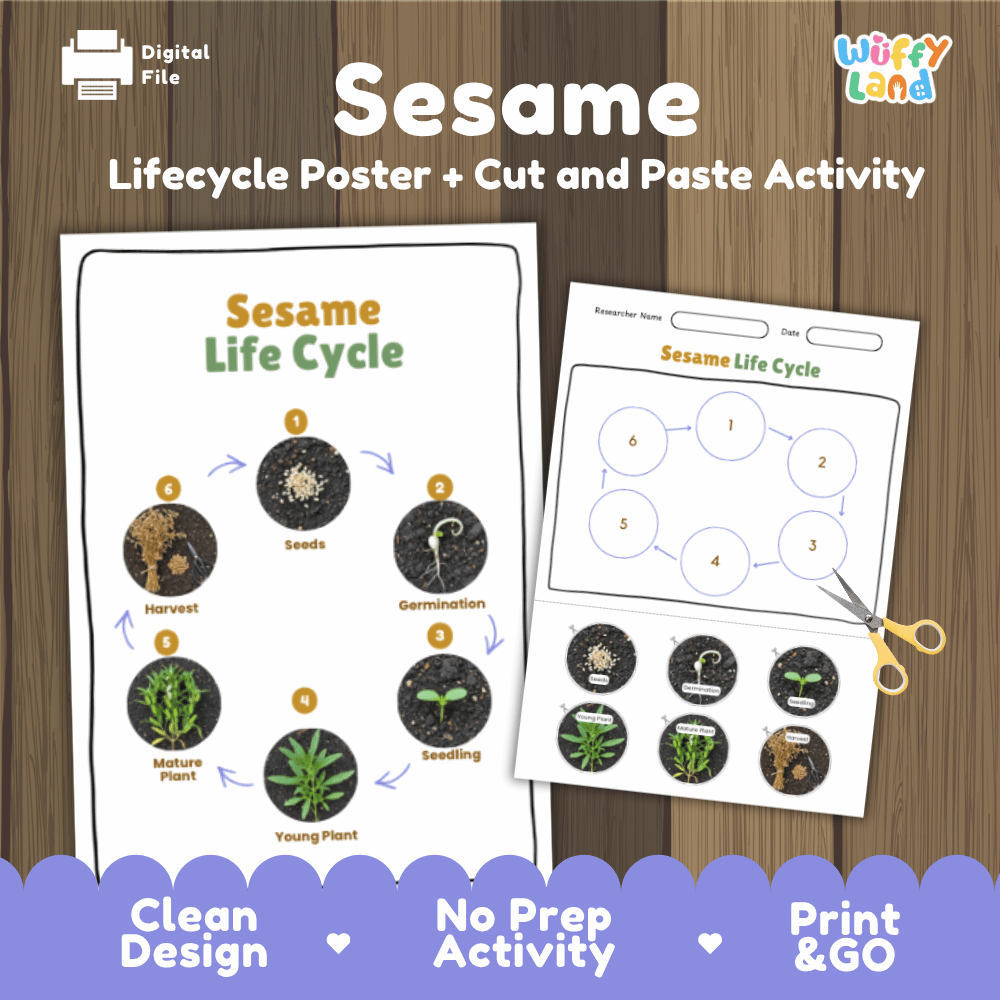 Sesame Lifecycle Poster and Cut and Paste Activity Worksheets | Plant Science Printables