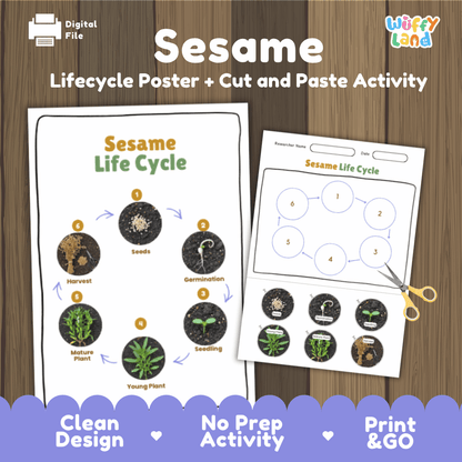 Sesame Lifecycle Poster and Cut and Paste Activity Worksheets | Plant Science Printables