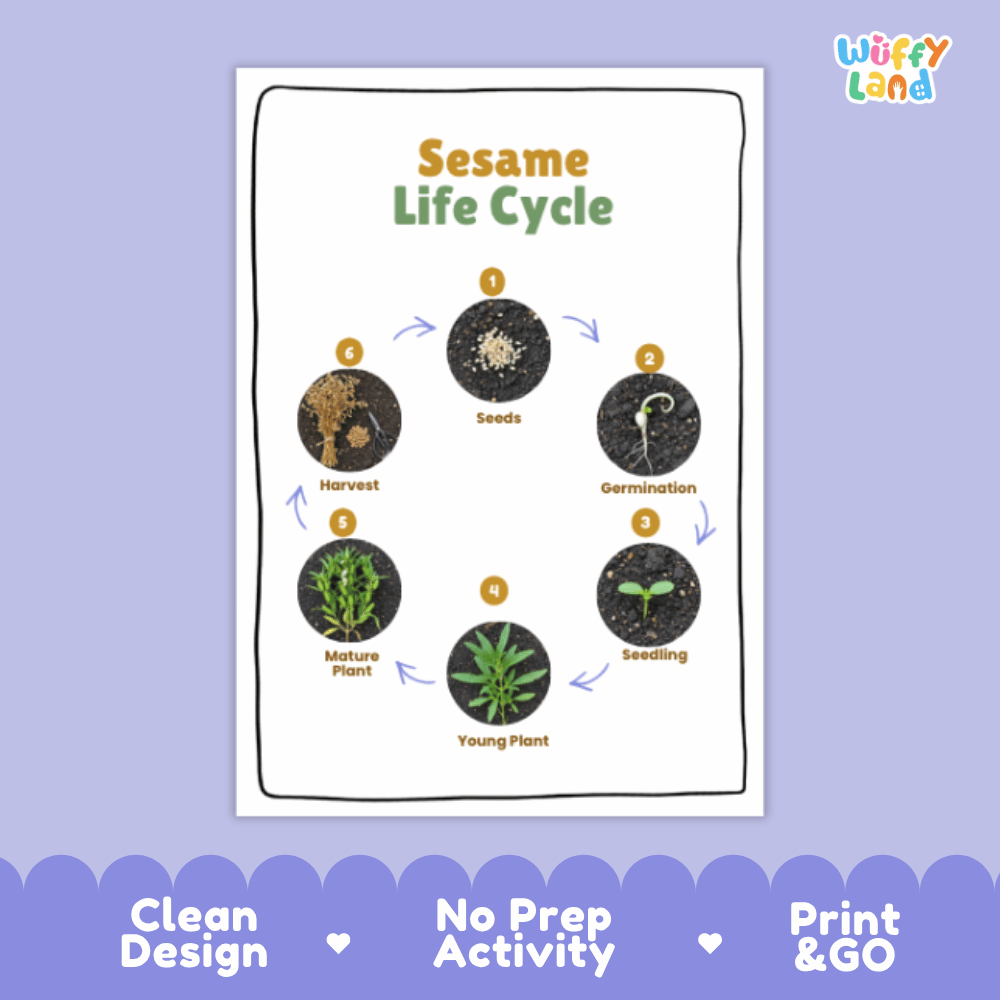 Sesame Lifecycle Poster and Cut and Paste Activity Worksheets | Plant Science Printables
