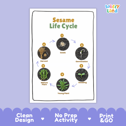 Sesame Lifecycle Poster and Cut and Paste Activity Worksheets | Plant Science Printables
