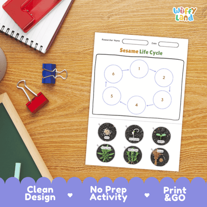 Sesame Lifecycle Poster and Cut and Paste Activity Worksheets | Plant Science Printables