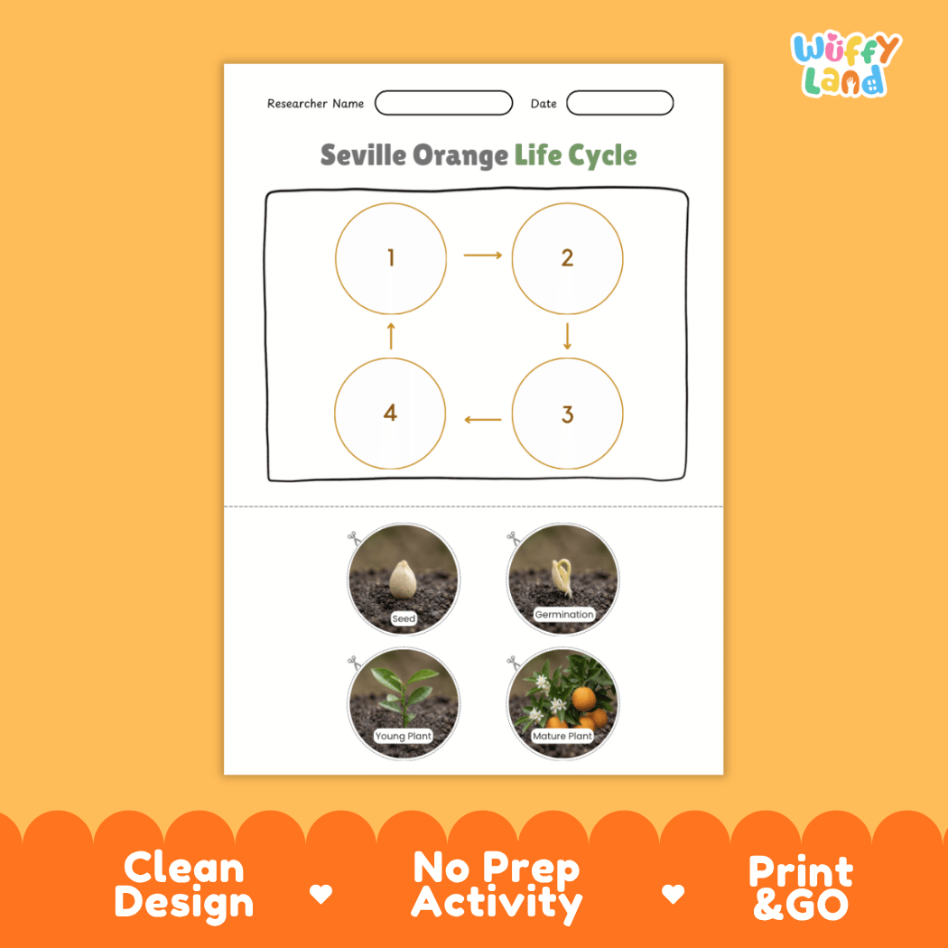 Full-page educational poster displaying the four stages of the Seville orange life cycle including seed, germination, young plant, and mature plant