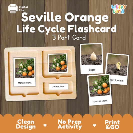 Montessori three-part cards featuring real photographs of Seville orange tree growth stages including mature plant, young plant, and germination 🗂️🏷️