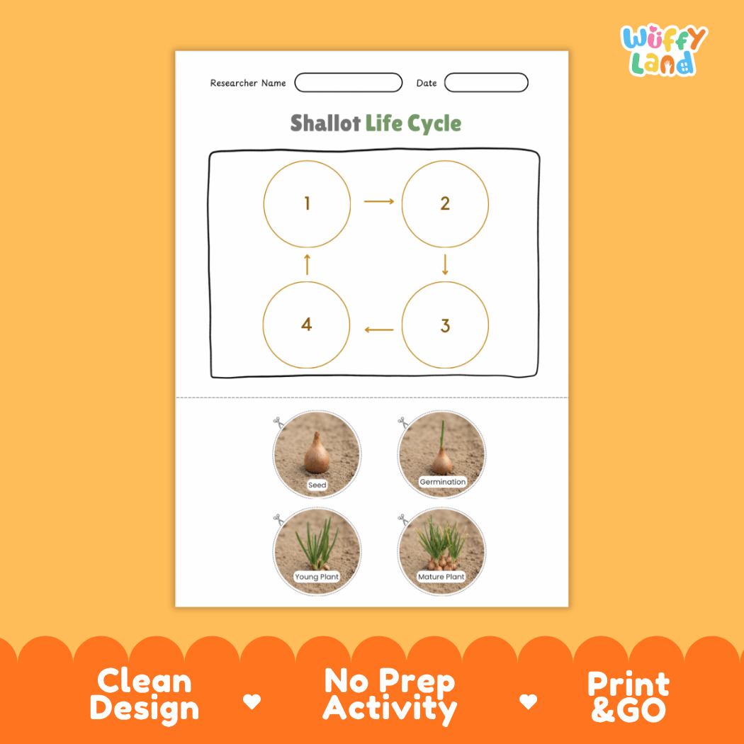Educational reference chart poster showing the 4 stages of the shallot life cycle from bulb set and sprout to young plant and mature bulb cluster