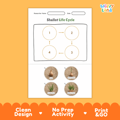 Educational reference chart poster showing the 4 stages of the shallot life cycle from bulb set and sprout to young plant and mature bulb cluster