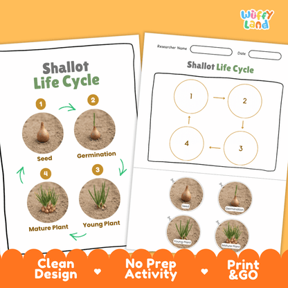 Print and go digital PDF plant science activity featuring clean design layout, researcher name line, and zero prep classroom format