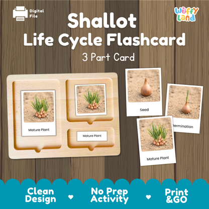 Digital product preview of a 'Shallot Life Cycle Flashcard' set by Wiffy Land, showing a wooden 3-part card tray with sample flashcards depicting the shallot seed, germination, and mature plant stages, set against a wood panel background.