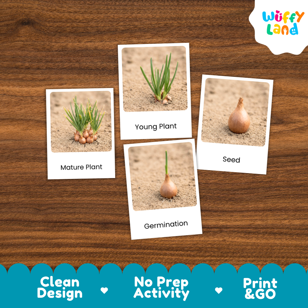 Four educational plant germination cards with labeled photos of a mature plant, young plant, seed, and germination, arranged on a brown wood background. The brand logo 'Wuffy Land' appears in the top right, and a blue banner at the bottom reads 'Clean Design', 'No Prep Activity', and 'Print & GO'.