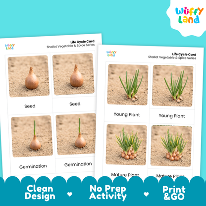 Two printable educational cards showing the life cycle of shallot vegetable and spice series, with labeled stages for seed, germination, young plant, and mature plant. The cards are shown on a bright turquoise background with the brand name Wiffy Land in a white cloud logo and feature callouts at the bottom.