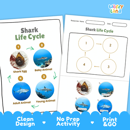 Shark Life Cycle Poster and Cut and Paste Activity Worksheets
