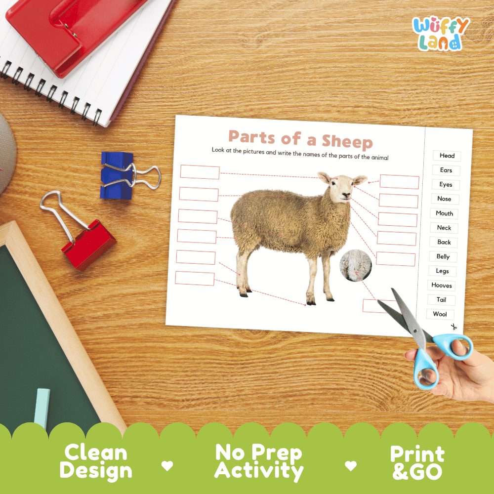 Differentiated sheep body parts labeling worksheets featuring fill-in write-in boxes and vocabulary word bank