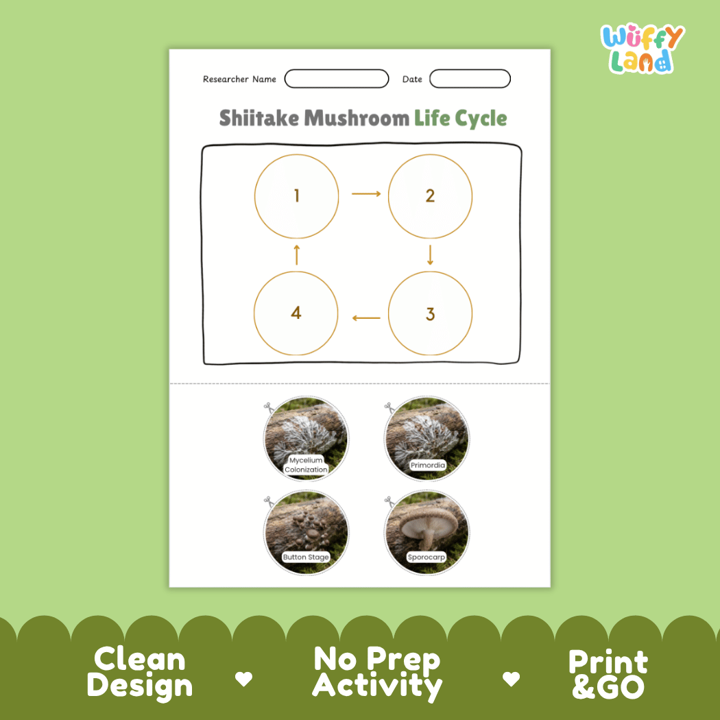 Educational reference poster showing four realistic photo stages of a shiitake mushroom life cycle including mycelium colonization, primordia, button stage, and sporocarp