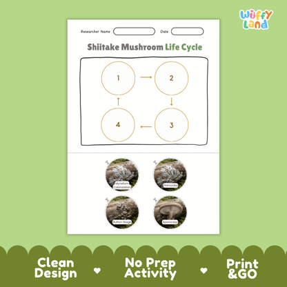Educational reference poster showing four realistic photo stages of a shiitake mushroom life cycle including mycelium colonization, primordia, button stage, and sporocarp