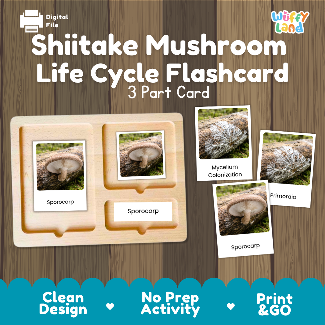A digital product preview for a 'Shiitake Mushroom Life Cycle Flashcard' set by Wiffy Land. The image shows a wooden 3-part card tray with sample flashcards depicting a mushroom, mycelium, primordia, and spore囊 on a wood-grain background with promotional text at the bottom.