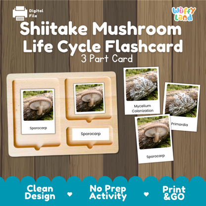 A digital product preview for a 'Shiitake Mushroom Life Cycle Flashcard' set by Wiffy Land. The image shows a wooden 3-part card tray with sample flashcards depicting a mushroom, mycelium, primordia, and spore囊 on a wood-grain background with promotional text at the bottom.