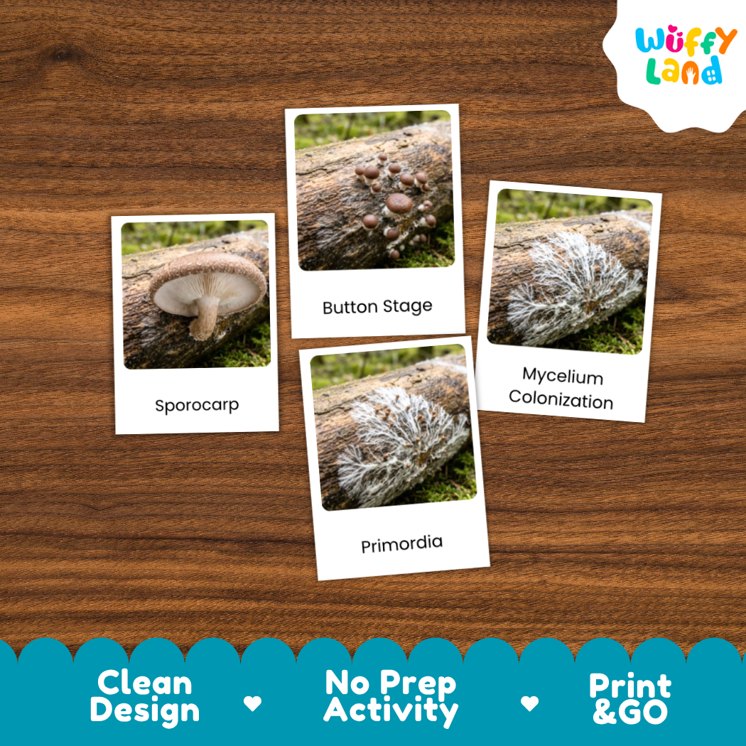 A mushroom identification activity card set displayed on a brown wood-grain background. The set includes four printed cards labeled 'Sporocarp', 'Button Stage', 'Mycelium Colonization', and 'Primordia' with corresponding mushroom and fungal growth photos.