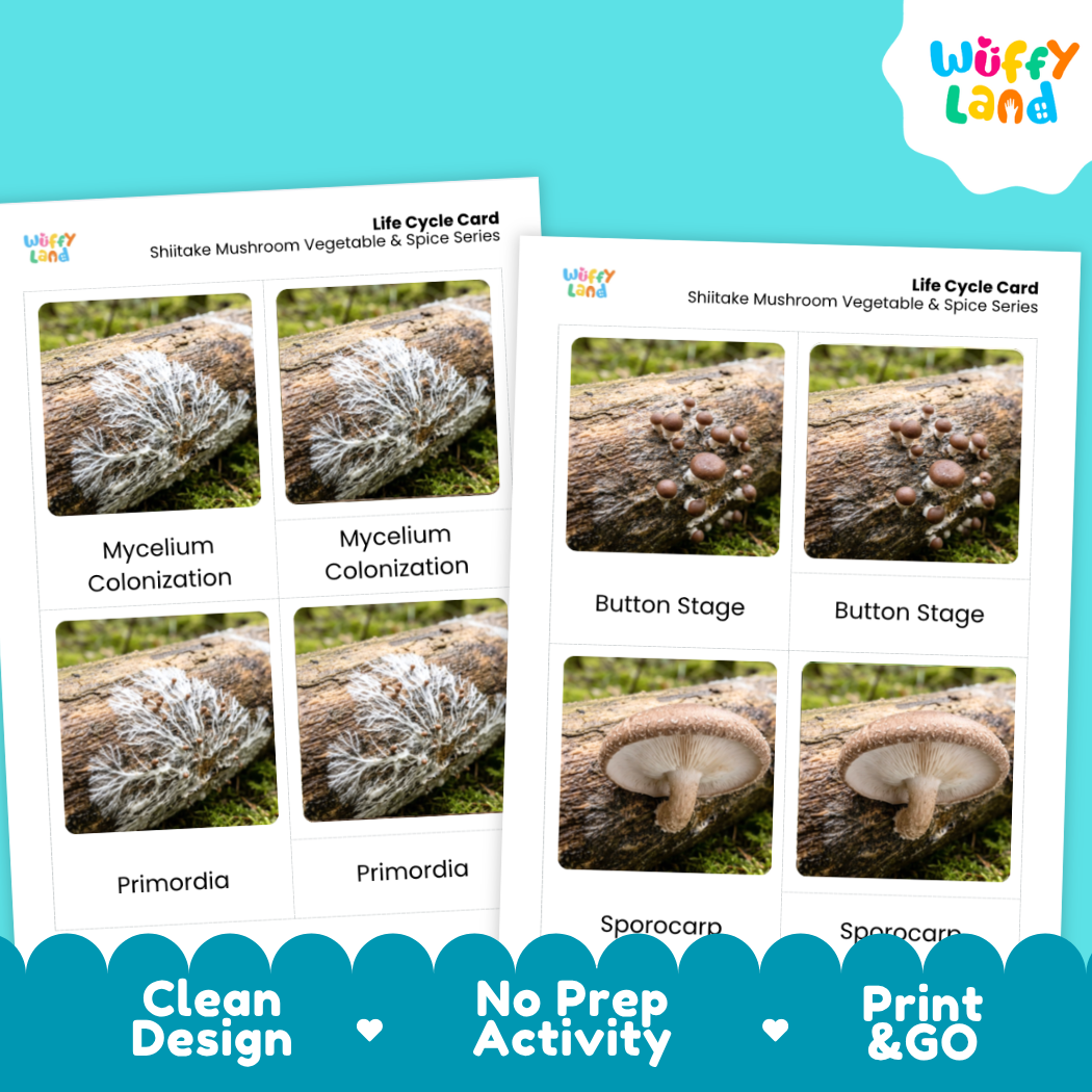 Two educational 'Life Cycle Card' sheets for shiitake mushrooms, displayed on a bright turquoise background. The cards feature labeled photos of mushroom growth stages: Mycelium Colonization, Primordia, Button Stage, and Sporocar.