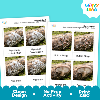 Two educational 'Life Cycle Card' sheets for shiitake mushrooms, displayed on a bright turquoise background. The cards feature labeled photos of mushroom growth stages: Mycelium Colonization, Primordia, Button Stage, and Sporocar.