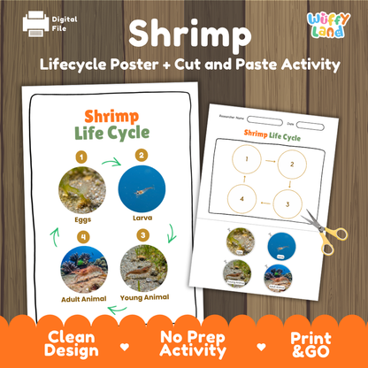 Shrimp life cycle sequencing reference chart and cut and paste student worksheet with 4 developmental stages