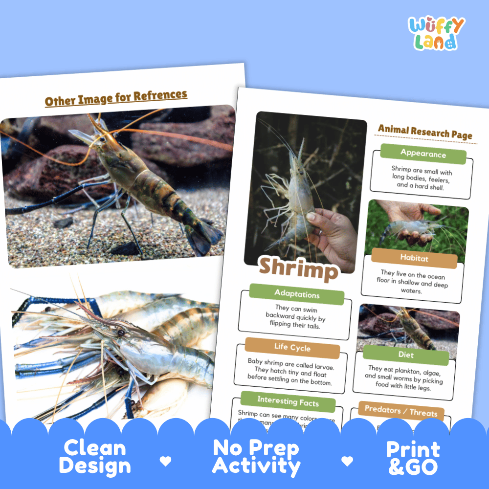 Two printed educational reference sheets about shrimp displayed on a blue background, with the title 'Other Image for References' on one page and an 'Animal Research Page' layout on the other. The sheets show photos of shrimp, text sections, and a small 'Wuffy Land' logo in the top right.