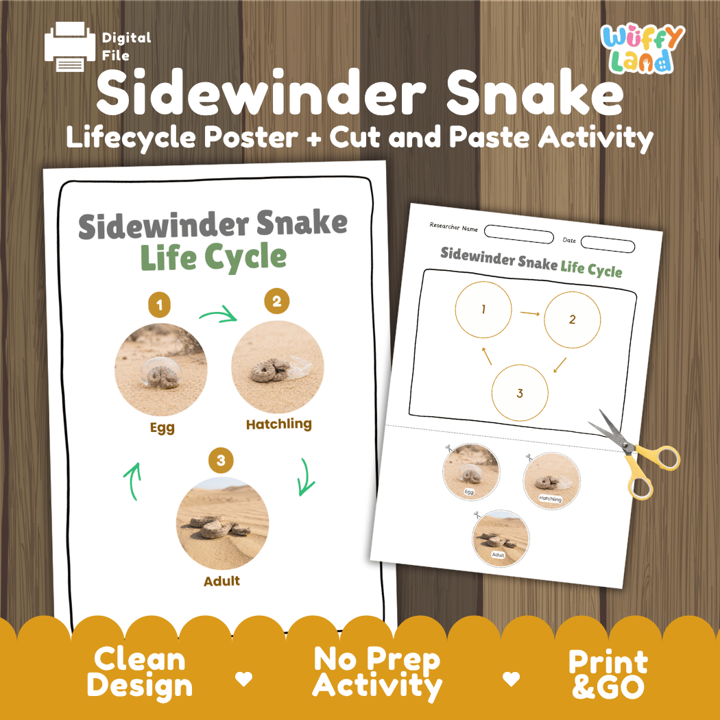 Sidewinder Snake Life Cycle Poster and Cut and Paste Activity Worksheet