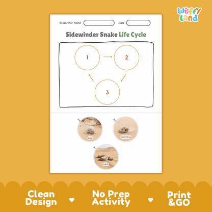 Sidewinder Snake Life Cycle Poster and Cut and Paste Activity Worksheet