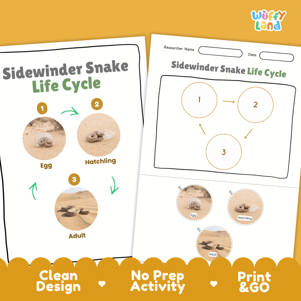 Sidewinder Snake Life Cycle Poster and Cut and Paste Activity Worksheet