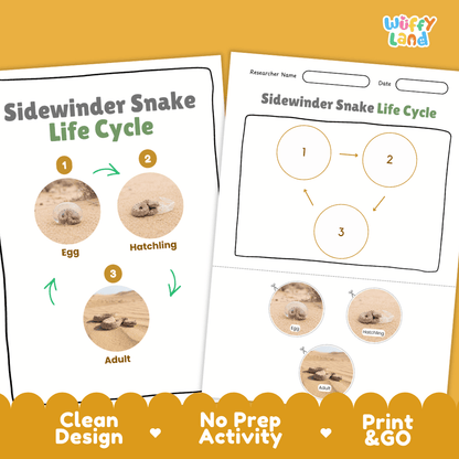 Sidewinder Snake Life Cycle Poster and Cut and Paste Activity Worksheet