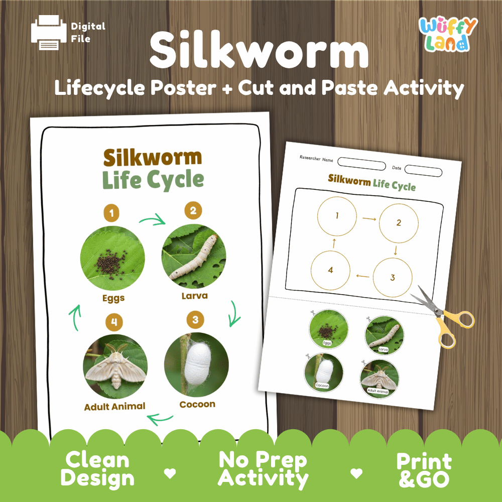 Silkworm Lifecycle Poster and Cut and Paste Activity Worksheets | Animal Science Printables