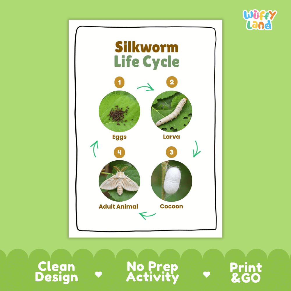 Silkworm Lifecycle Poster and Cut and Paste Activity Worksheets | Animal Science Printables