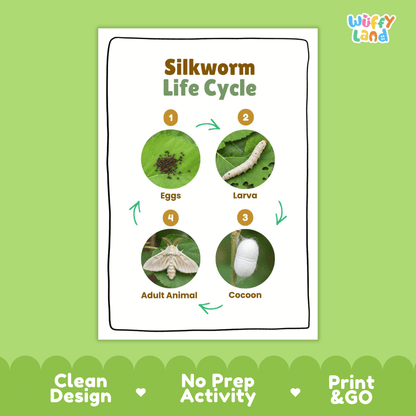 Silkworm Lifecycle Poster and Cut and Paste Activity Worksheets | Animal Science Printables