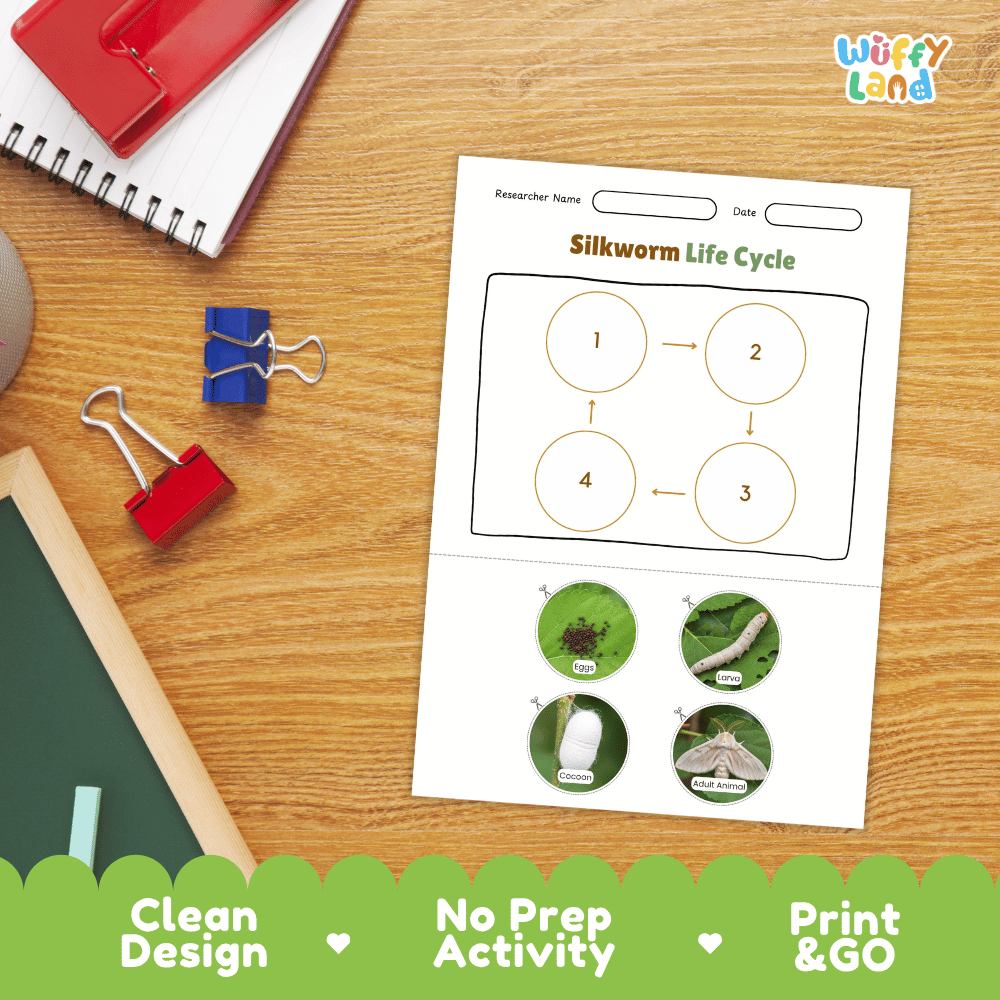 Silkworm Lifecycle Poster and Cut and Paste Activity Worksheets | Animal Science Printables