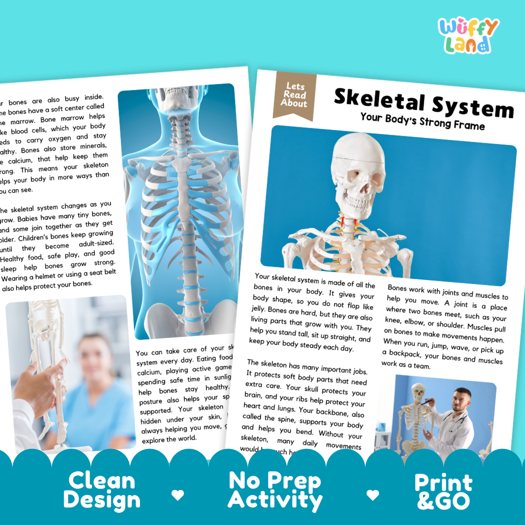 Teacher answer key page showing complete question solutions for Skeletal System human body reading comprehension practice