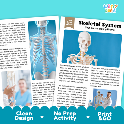 Teacher answer key page showing complete question solutions for Skeletal System human body reading comprehension practice