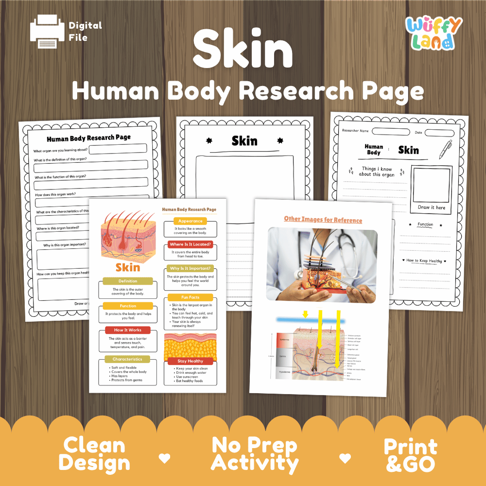 Skin Human Body Research Page Worksheets Anatomy Science Activity
