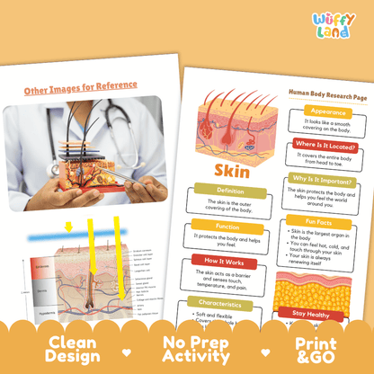 Skin Human Body Research Page Worksheets Anatomy Science Activity