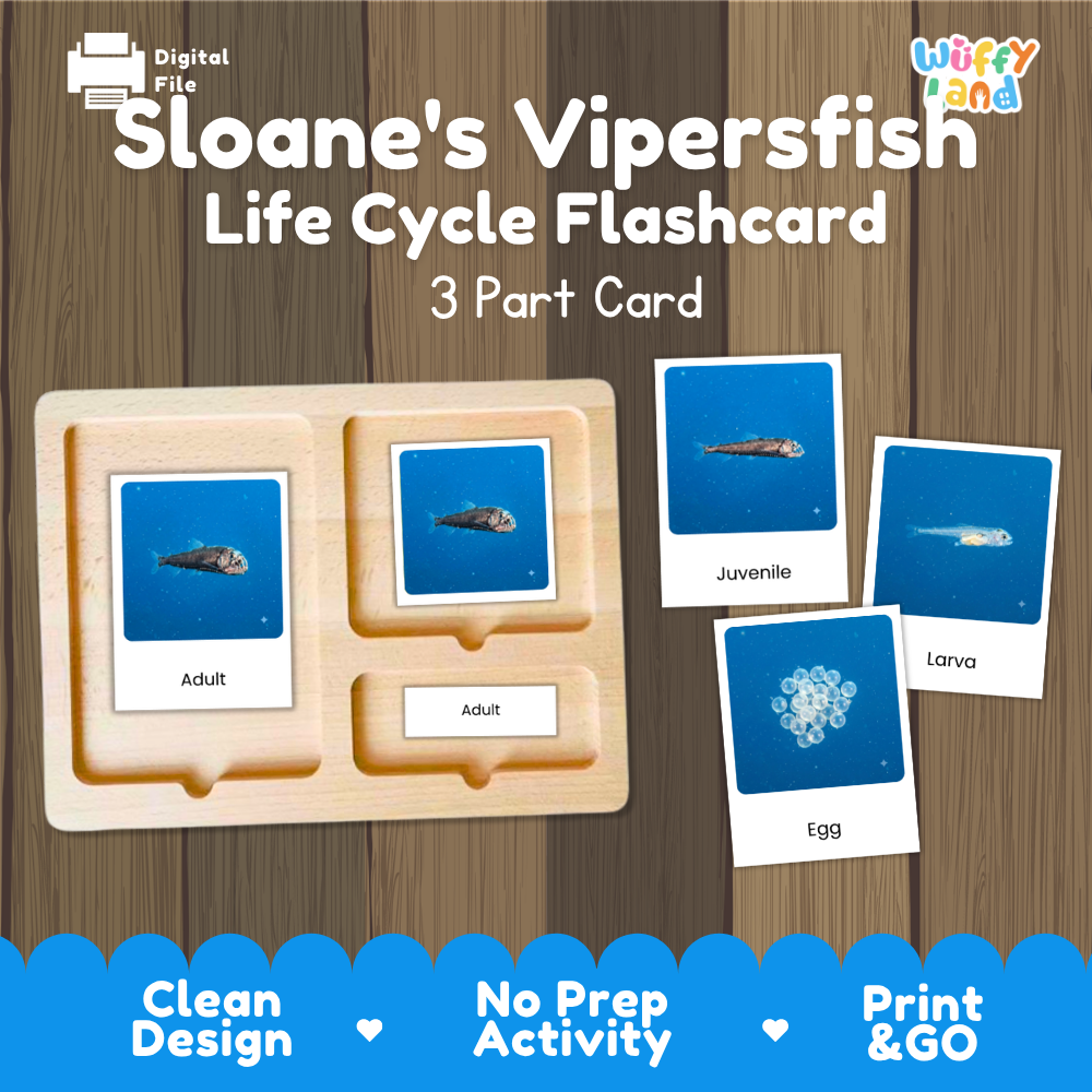 Sloane's Viperfish Life Cycle Flashcards 3 Part Cards Montessori Science Printable