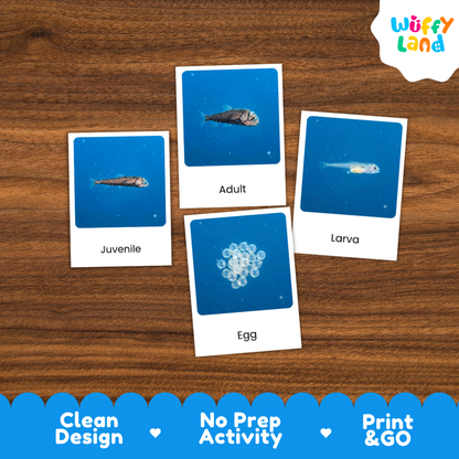 Sloane's Viperfish Life Cycle Flashcards 3 Part Cards Montessori Science Printable