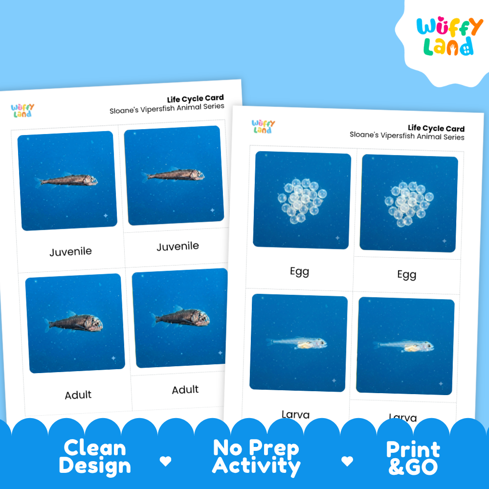 Sloane's Viperfish Life Cycle Flashcards 3 Part Cards Montessori Science Printable