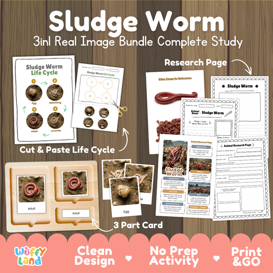 Sludge worm 3-in-1 real image bundle complete study cover showing cut and paste life cycle, 3 part cards, and research pages