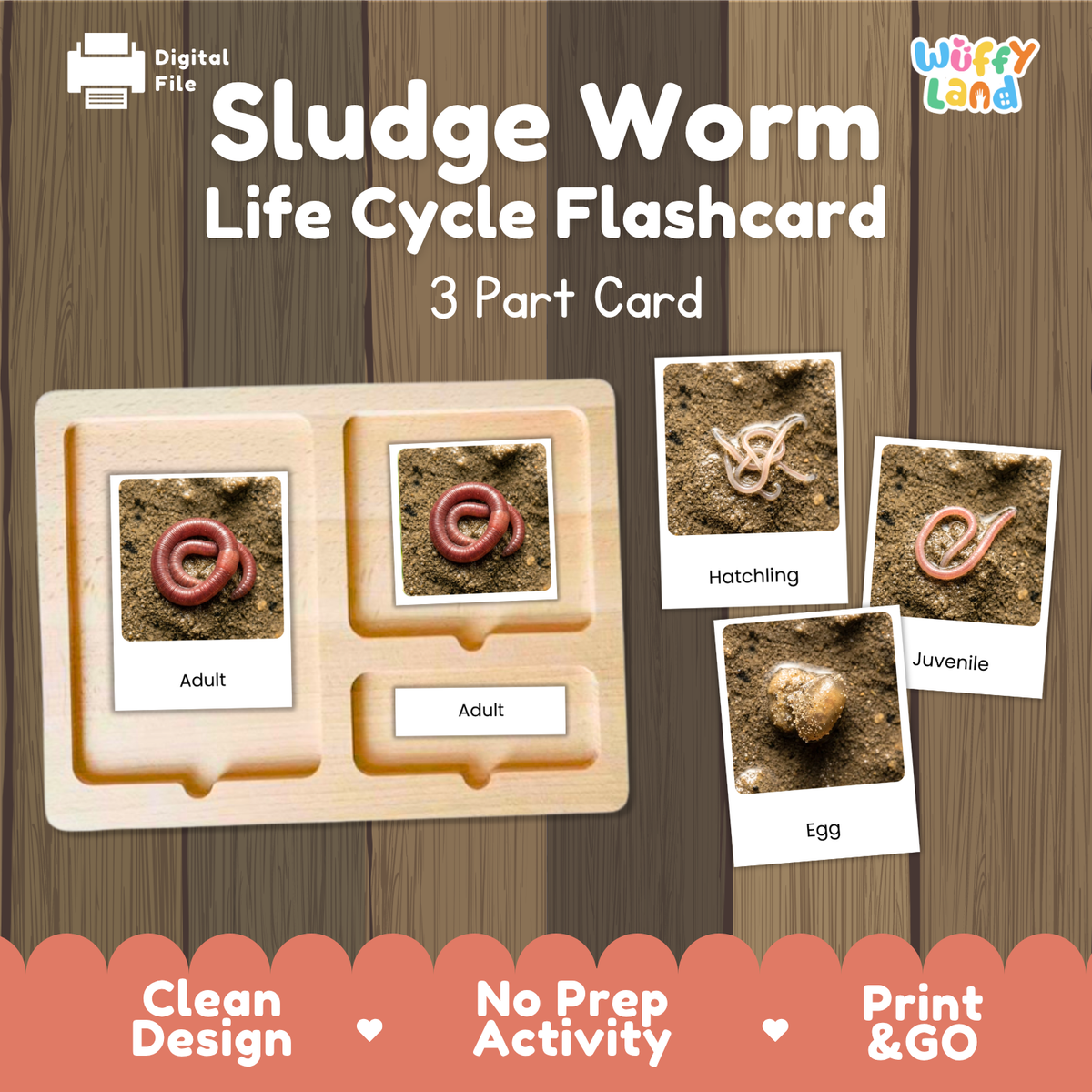 Sludge Worm Life Cycle Flashcard set by Wiffy Land, featuring a wooden slide tray with labeled adult and juvenile cards, plus separate egg and hatchling cards, shown on a wood-textured background with promotional text.